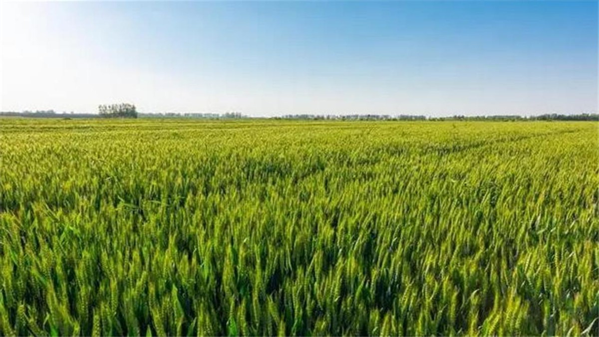 河南严禁任何毁麦事件发生,河南省严禁毁麦事件