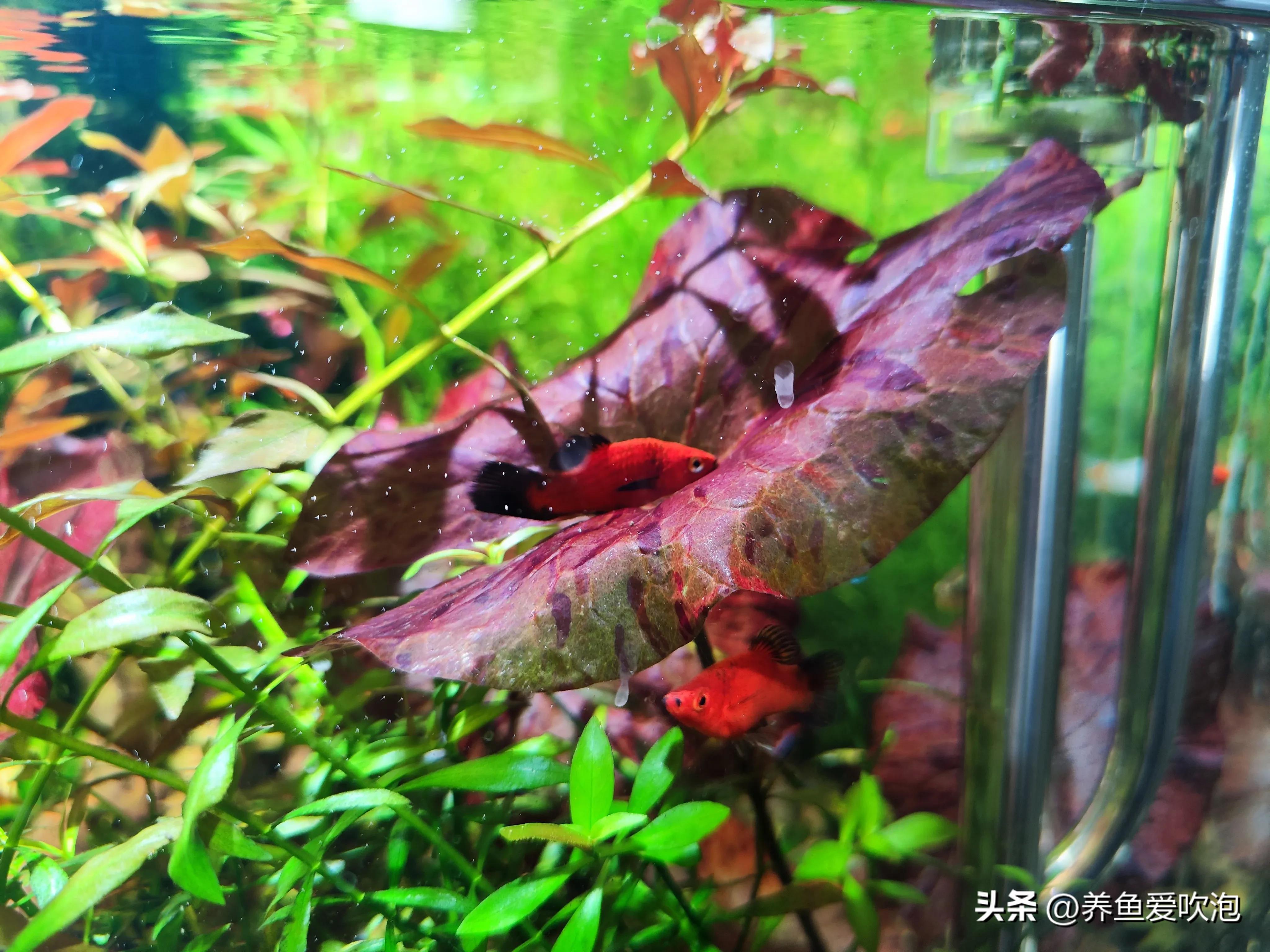 生态缸种什么水草免打理,新手草缸最好养不烂的水草排名