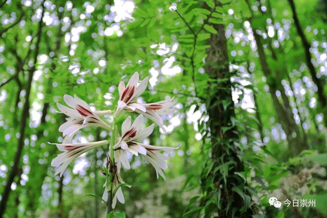 崇州山里的野百合图片,成都大邑野百合花海美景图