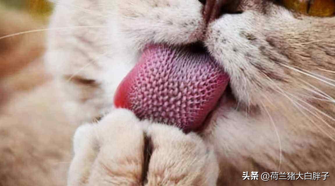 怎么看猫咪的冷知识和热搜,猫咪味觉如何这些冷知识你知道吗