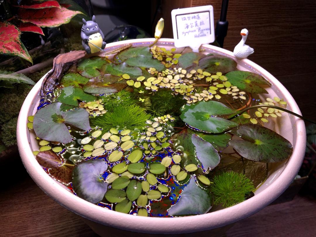 95后广东小伙痴迷睡莲育种,95后小伙痴迷睡莲育种