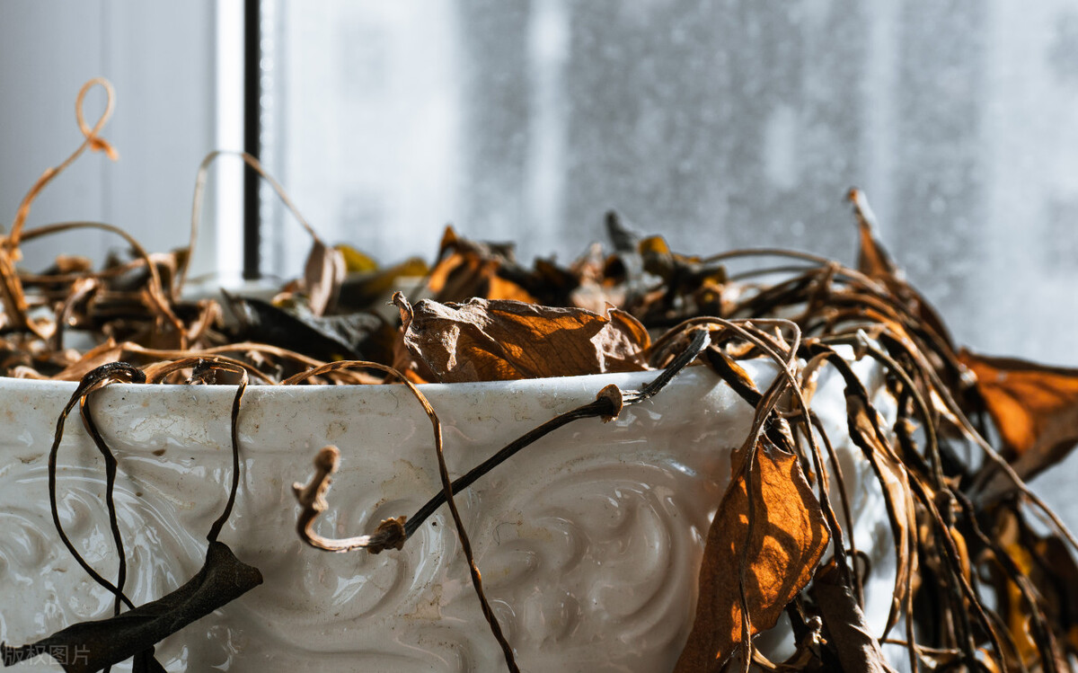 家里有什么花不能扔,家里最忌讳哪些花