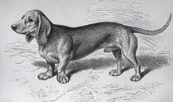 巴哥犬应该被开除犬籍？人类眼中的萌点，其实是它们的病痛