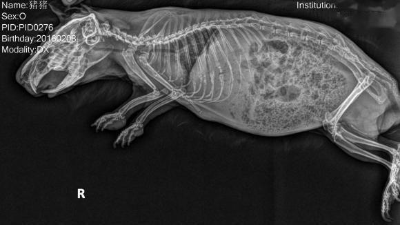 刚出生的荷兰猪怎么去照顾它,怀孕的荷兰猪要单独养吗