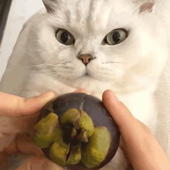 猫咪肉垫稍微有点黑色怎么回事,猫咪的脚为什么那么软