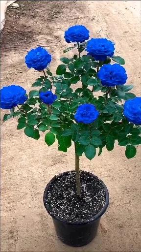 蓝色妖姬代表什么,蓝色妖姬于荣光版