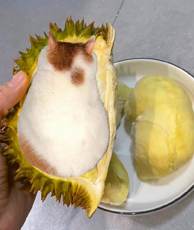榴莲有点开口了有点长毛,榴莲靠近核的地方像长毛
