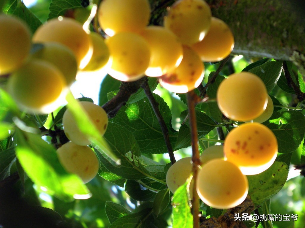 瑞士出产哪些水果,瑞士盛产啥水果