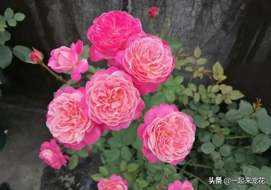 耐热名贵月季十大品种图片,耐晒的月季花有哪些视频