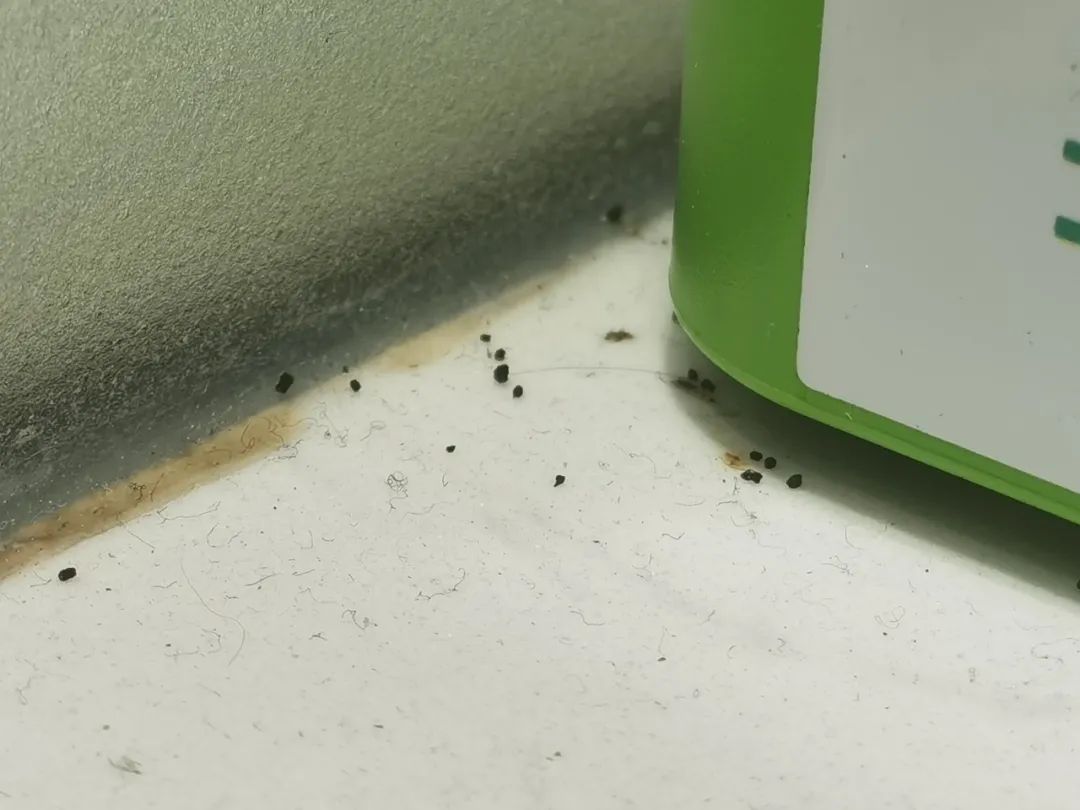 看不见蟑螂但是蟑螂在家里怎么办,家里平常看不到蟑螂怎么有蟑螂屎