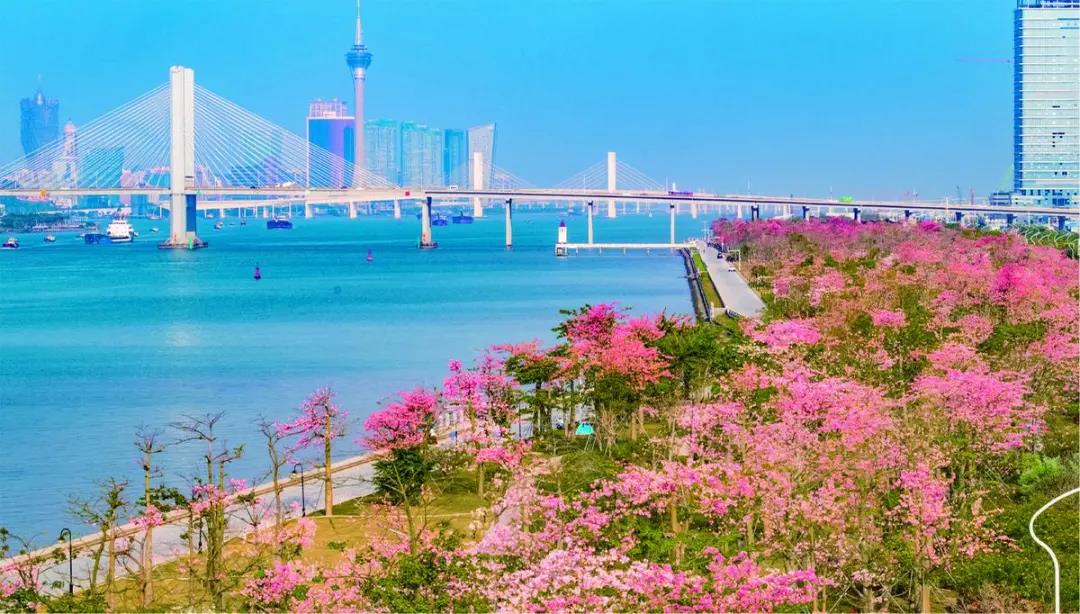 大湾区之珠海篇,2023优秀华裔大学生走进大湾区