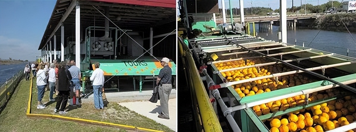 种植型家庭农场经营模式,新农田柑橘种植家庭农场