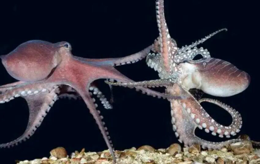 章鱼为何没有发展出文明,为什么章鱼有大脑却不能统治世界