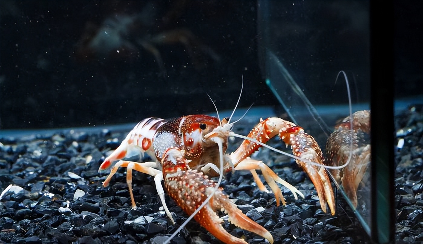 夏天小龙虾到底能不能吃,小龙虾烧烤的危害