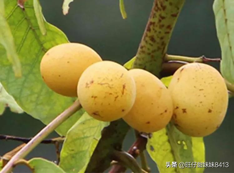 6种正在消失的水果,近年消失的水果