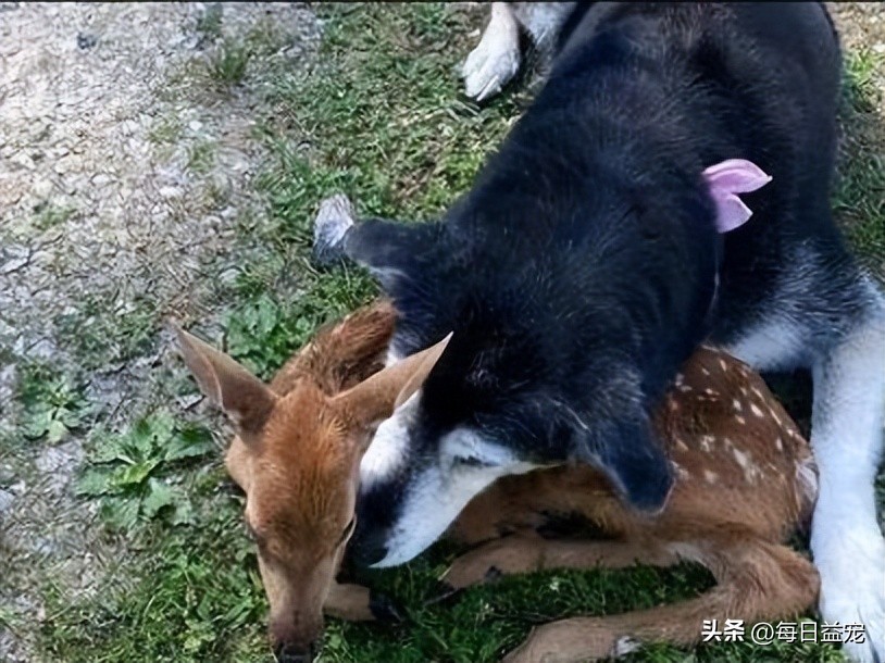 哈士奇离家出走，隔天竟然自己回来了，身后还跟了只小鹿