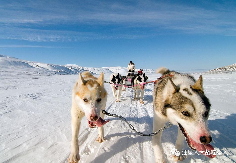 世界上最帅的一个雪橇犬,世界最可爱阿拉斯加巨型犬