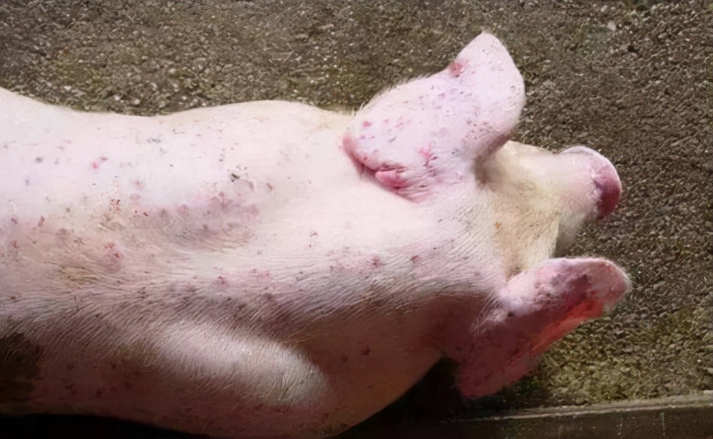 猪病各种病视频讲座,猪病猪丹毒的相关问题