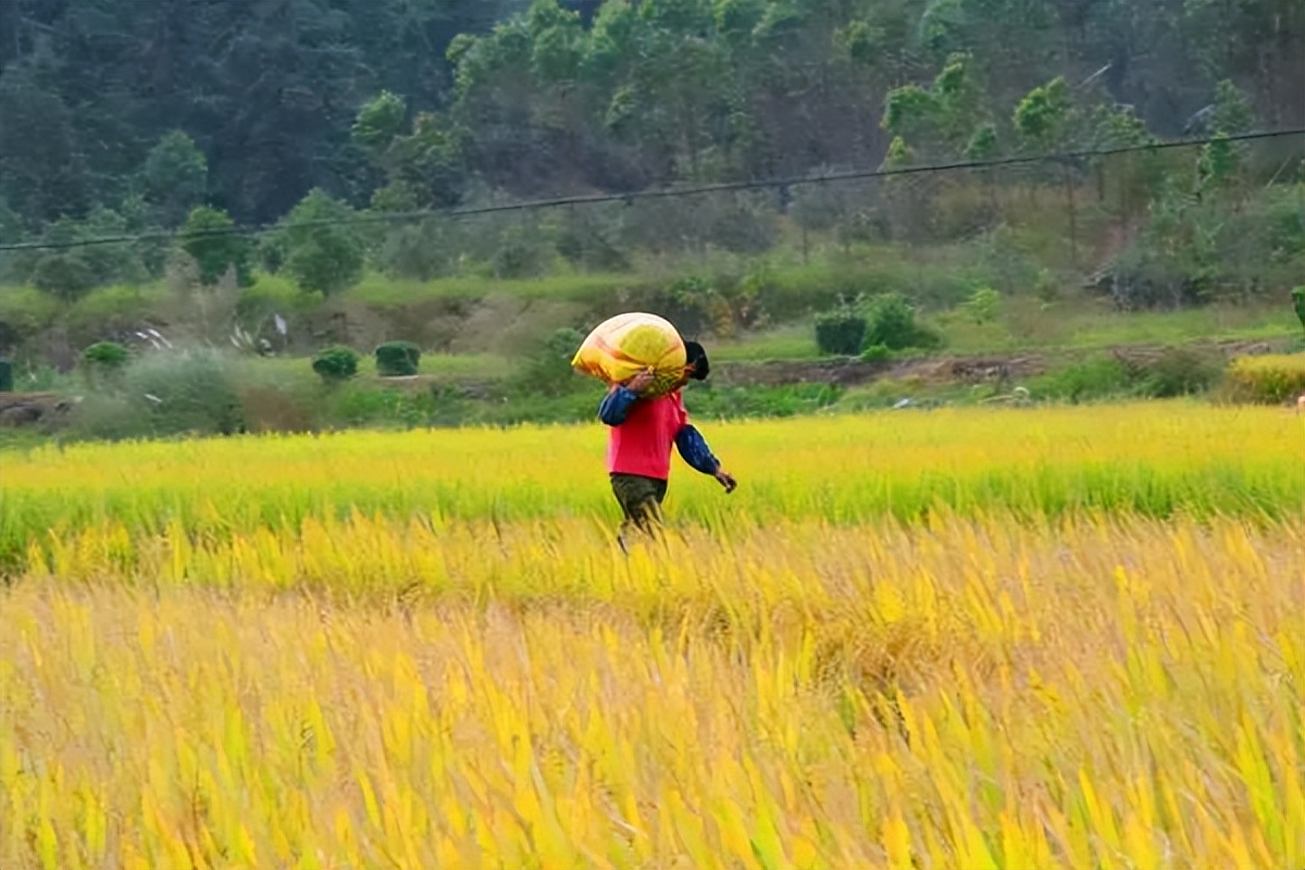 开年《狂飙》的江门，为什么传统且洋气？