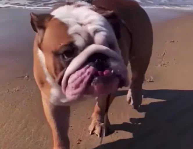 汪汪队立大功狗狗都是什么品种,汪汪队中的11个狗狗品种