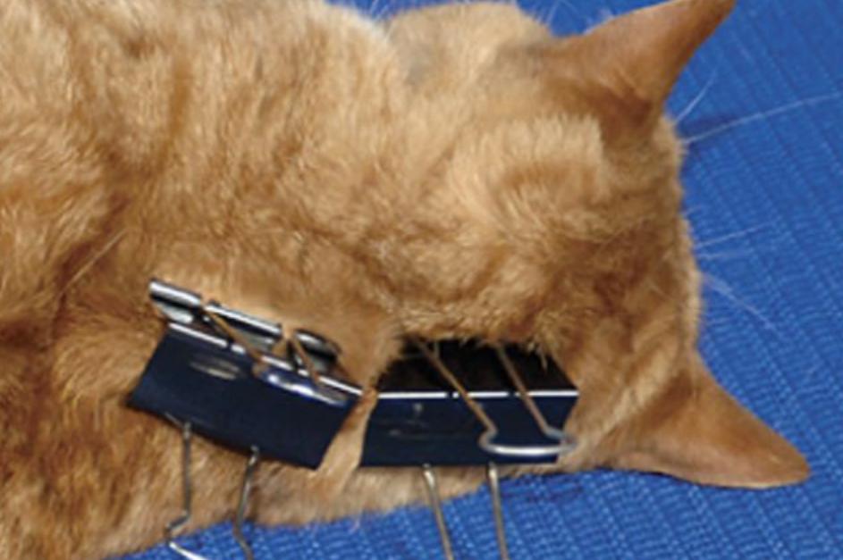 为什么猫咪交配时，公猫要死死咬住母猫的后颈？母猫的声音太凄惨