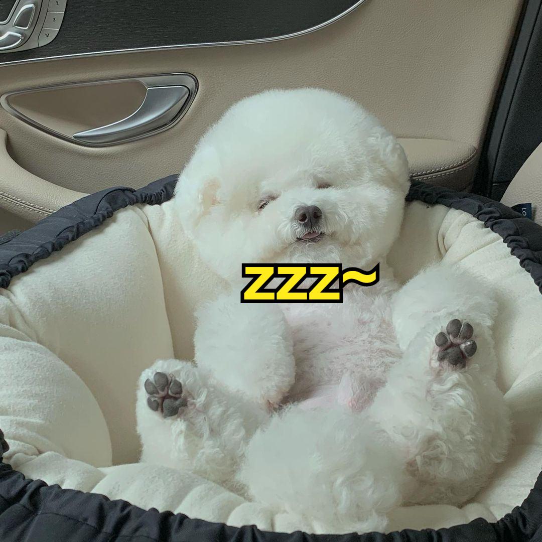 三四个月的比熊有什么表现,7个月的比熊应该是什么样的