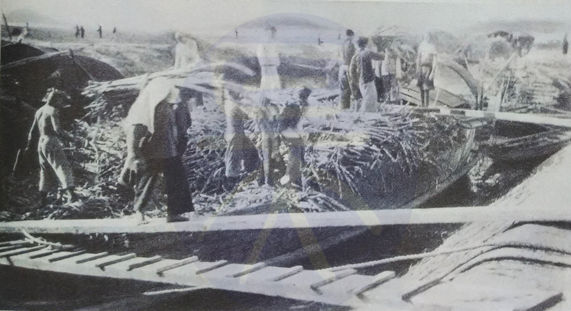 中国制糖业历史,上一世纪五十年代广东十大糖厂