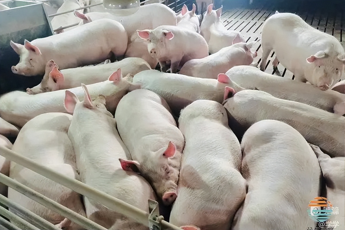 沁县乔村“致富猪”跑出乡村振兴“加速度”