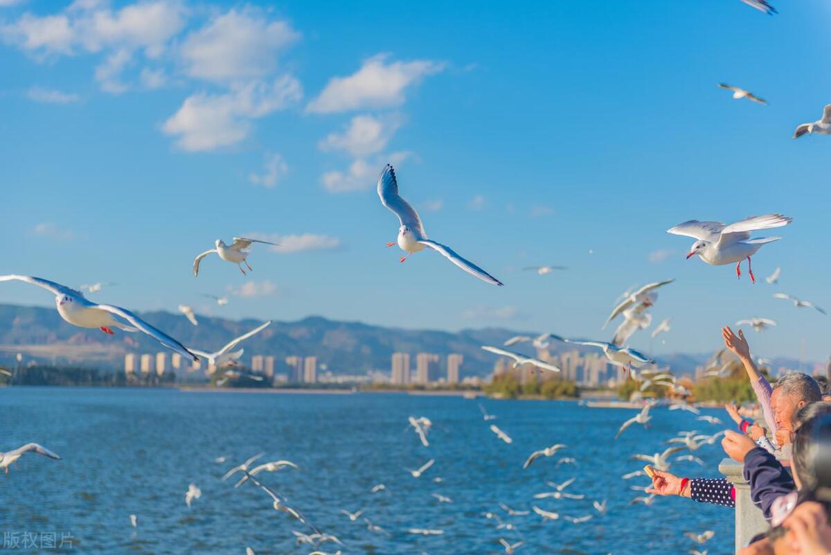 揭秘上海败家仔24,败家仔上海新闻视频