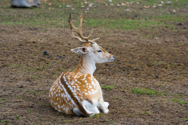 鹿中极品梅花鹿，鹿胎、鹿鞭、鹿筋、鹿血、鹿尾都有药物功能