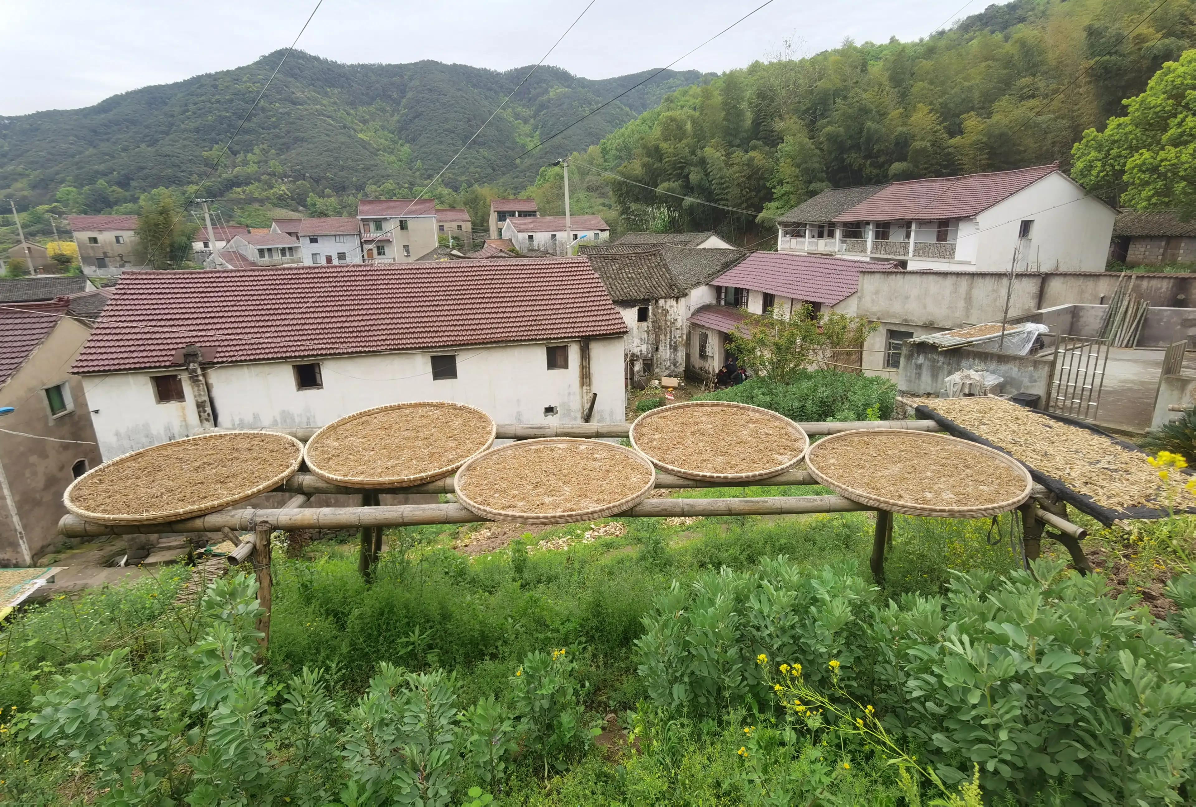 绍兴最好的笋丝梅干菜制作方法,浙江笋丝梅干菜的家常做法