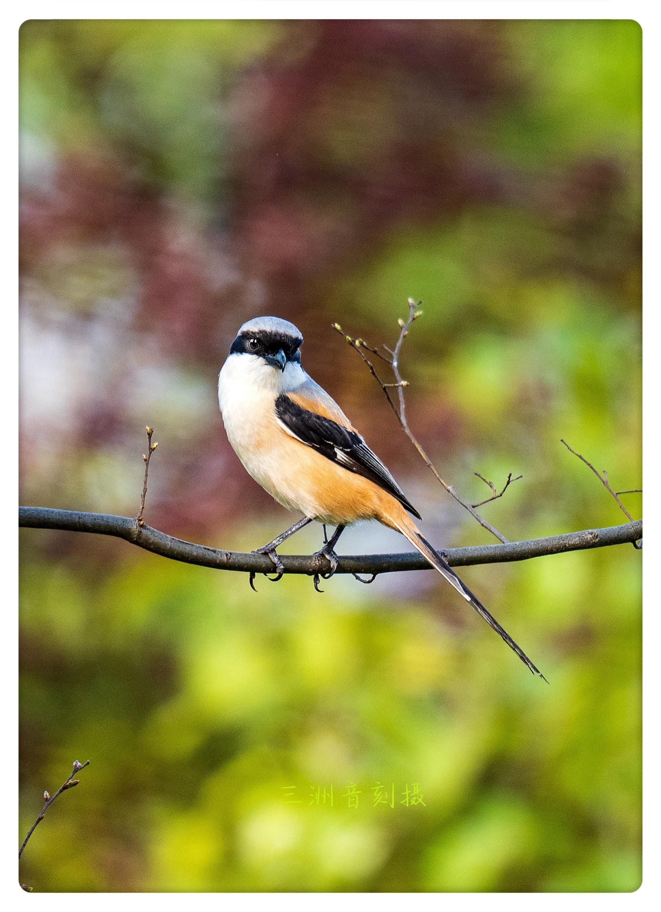 上海市嘉定区安亭国际汽车城,上海嘉定安亭国际汽车城