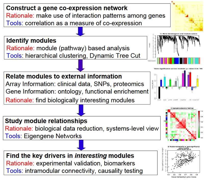 wcgna分析教程,wgcna原理