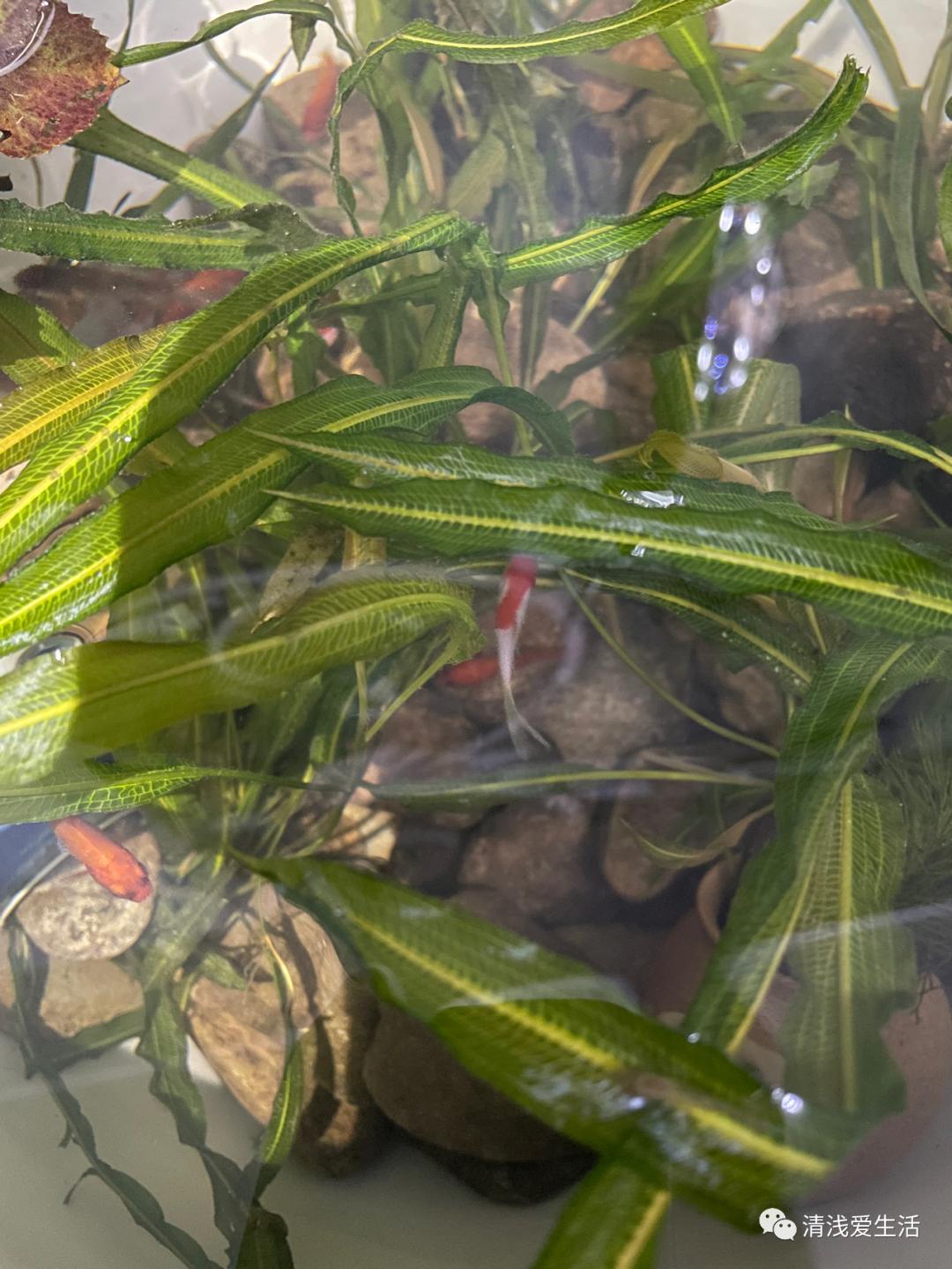 金鱼买回来如何入缸,新买的金鱼花卉怎样栽成活率高