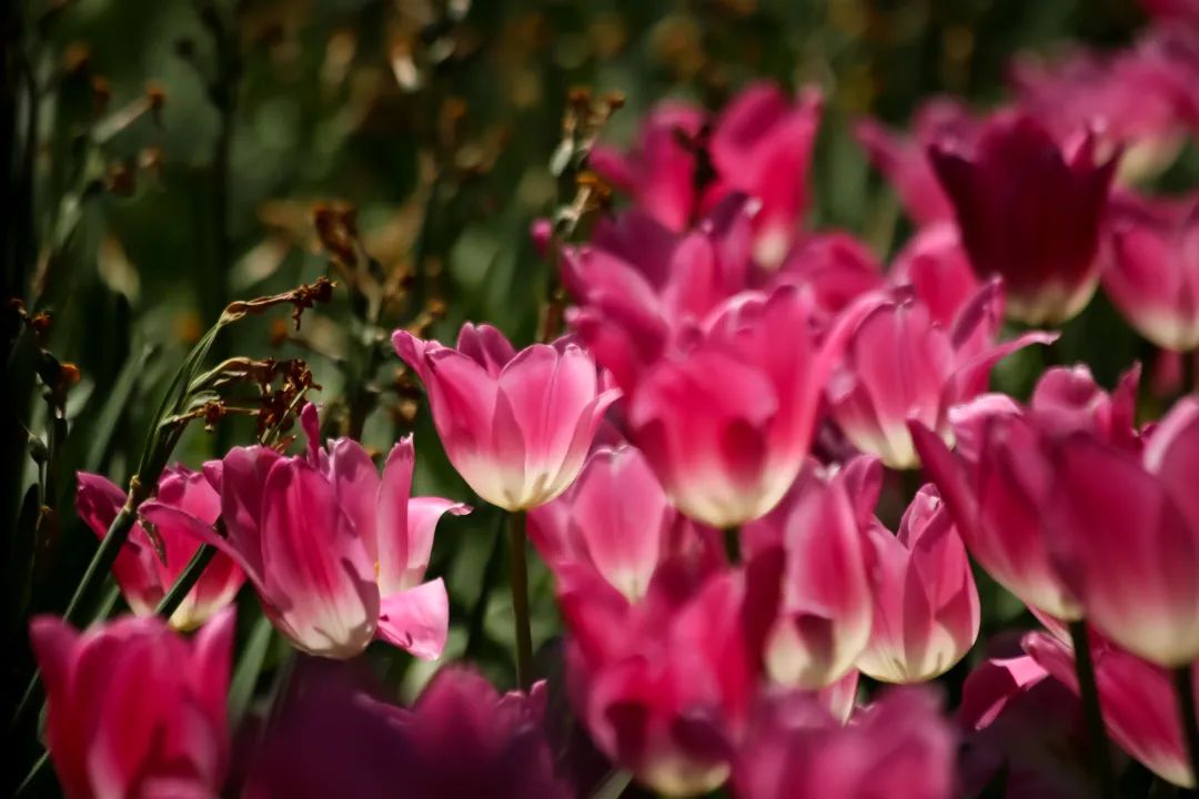 昆明三月赏花攻略出炉,昆明周边最美赏花打卡点