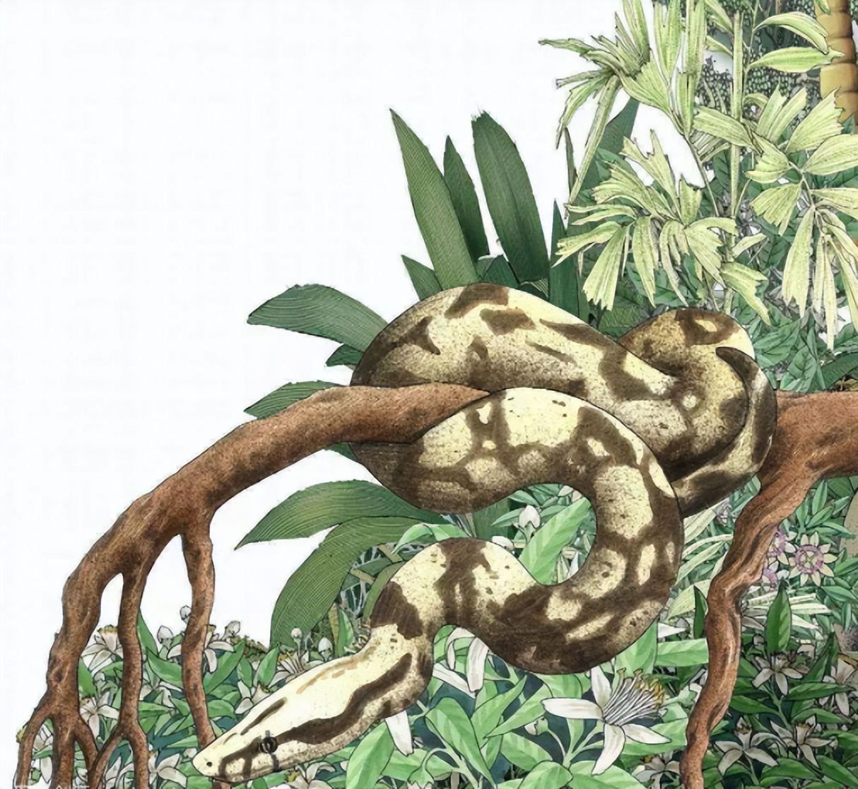 神秘巨蛇骨架,130米巨蛇骨架