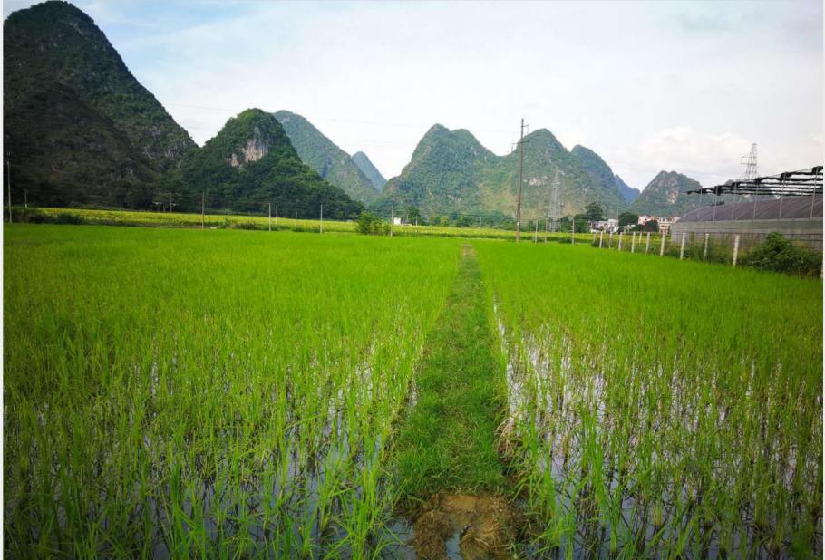 壮族三月三手工五色糯米饭,壮族三月三五色糯米饭如何制作