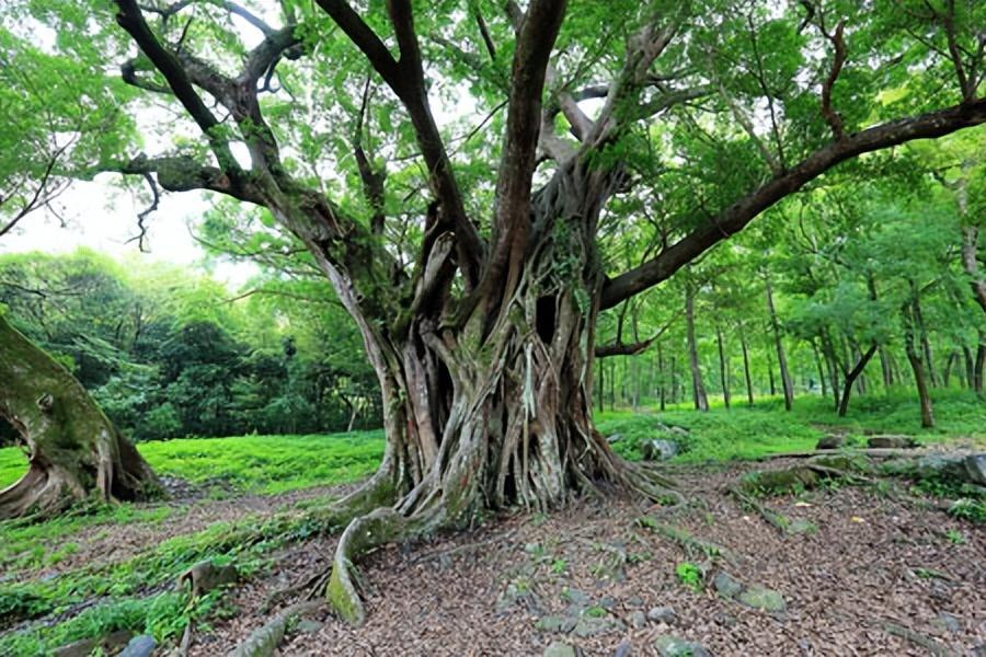 顶楼居民楼顶种榕树,楼顶种榕树后续