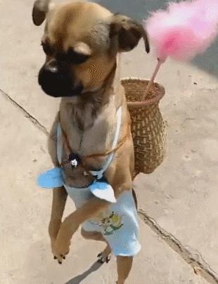 什么狗又便宜又好养适合新手,哪些品种狗比较便宜又好养