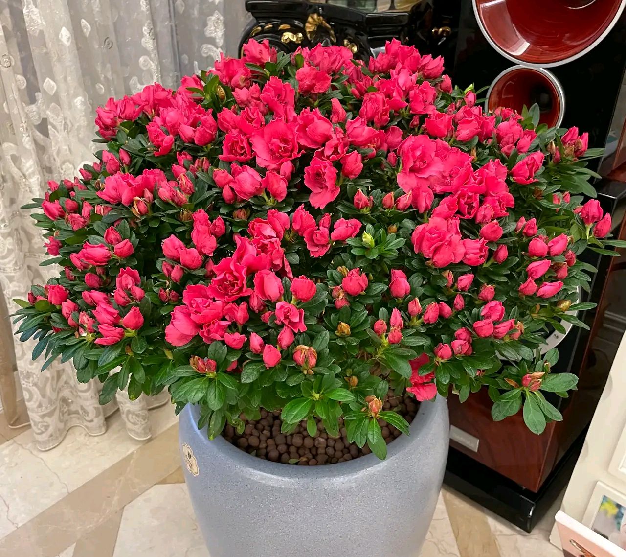 家庭客厅养什么花好看又旺财,客厅最吉祥的三种花