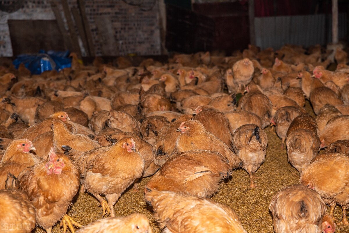 鸡过料拉稀吃什么药好得快,鸡腹部肿胀拉稀是怎么回事