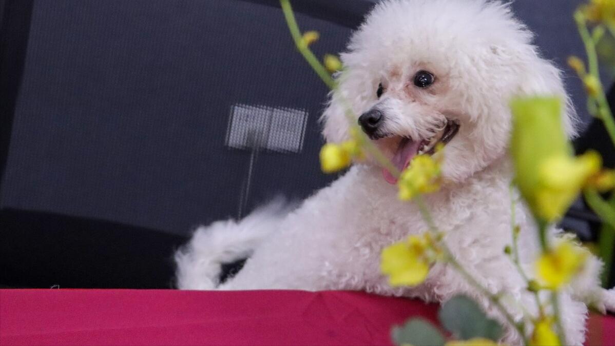 比熊泪痕怎么去除5个小窍门,比熊泪痕严重四大办法轻松消除