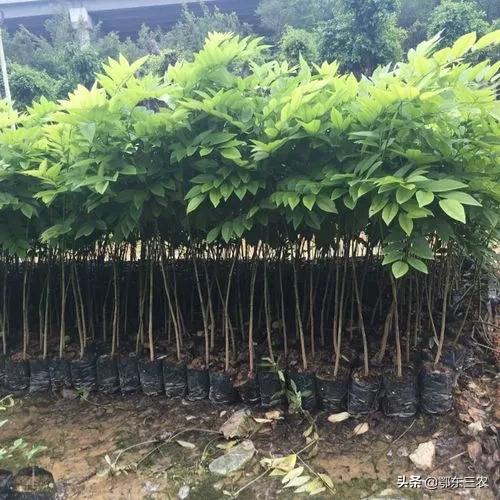 黄花梨老料一斤一万元真的假的,海南黄花梨1千块钱左右的