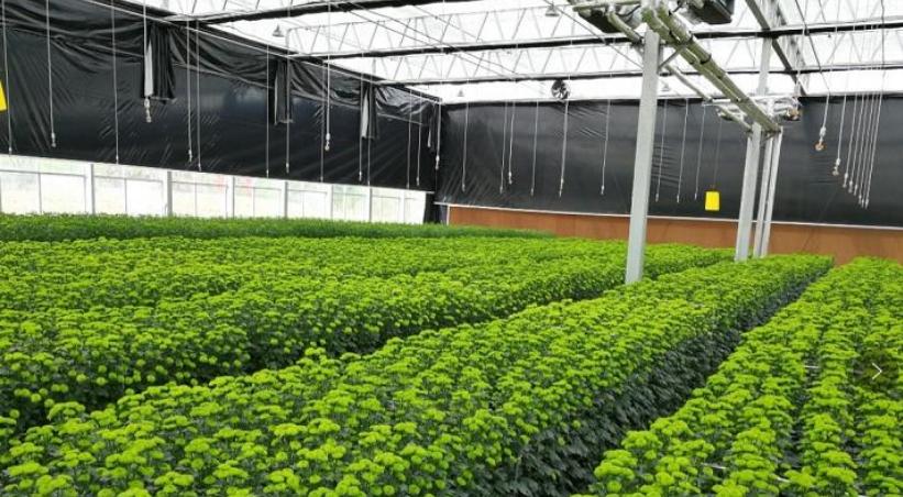 南京都市现代农业探索与发展