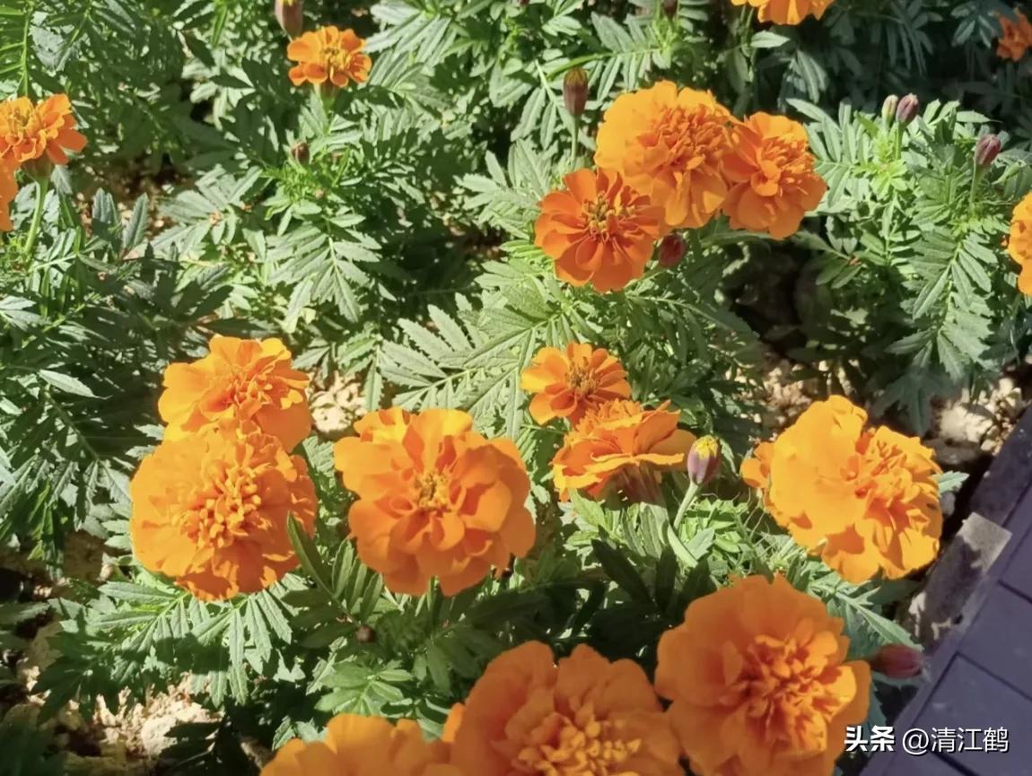 菊花盆栽枯萎后第二年能长新芽吗,刚买回来的菊花花朵枯萎了怎么救