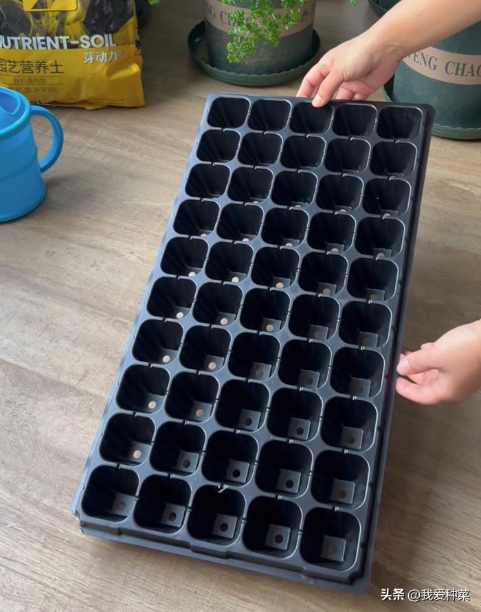 西红柿育苗的正确方法,西红柿育苗最简单的方法