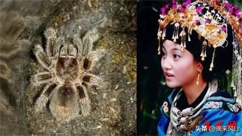 全面揭秘神秘的苗疆巫蛊,揭秘中国千年蛊毒之谜