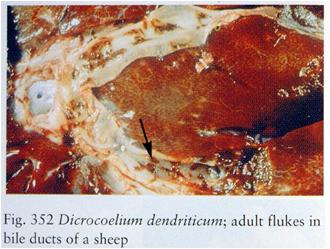 羊吸虫的防治方法,羊吸虫病有哪些特征