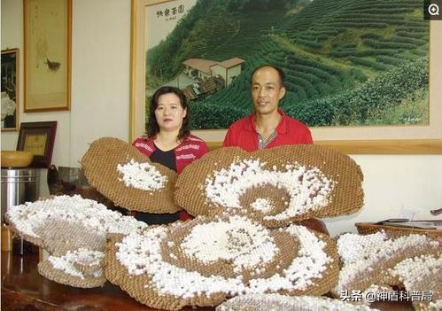 入侵海外的魔王，竟是云南人的宠物？三针能蛰死牛还被大量养殖