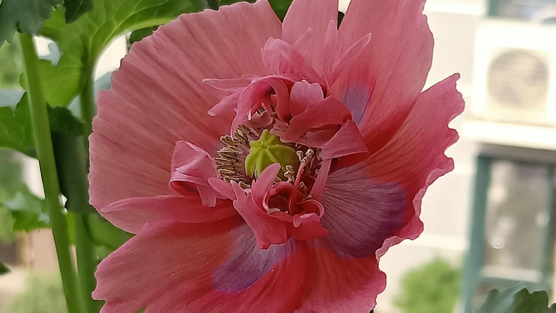 性是第一位的——女人会爱上多个男人合理吗因爱而性、因性而爱